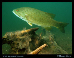 Small mouth bass in Lake Owen - in Wisconsin.  by Margo Cavis 
